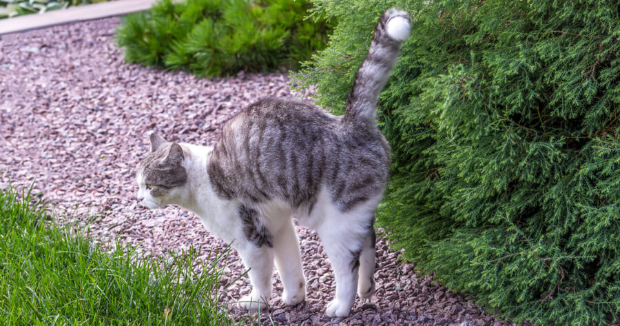Katze Markiert In Der Wohnung Katze markiert: Warum und was tun?